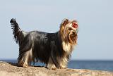 YORKSHIRE TERRIER 311